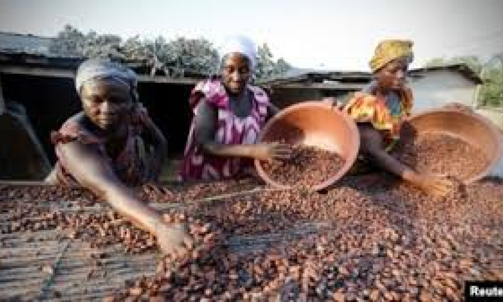 La campagne de commercialisation 2023-2024 du café et du cacao a débuté le 1er octobre avec l'annonce des prix bord champ qui seront payés aux producteurs.