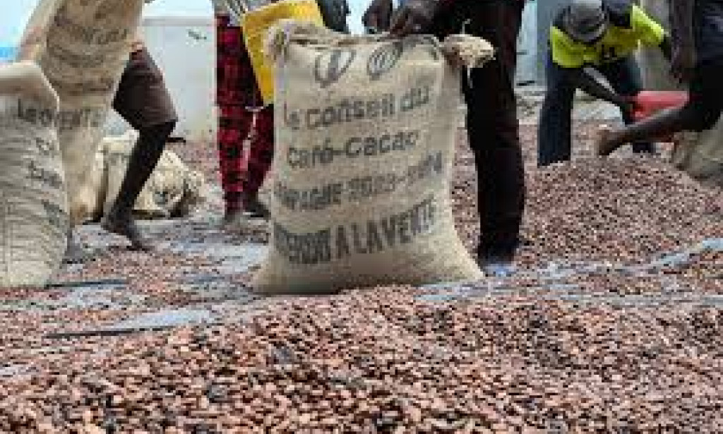 « Cacao en crise : Quel avenir pour le moteur de l'économie ivoirienne ?