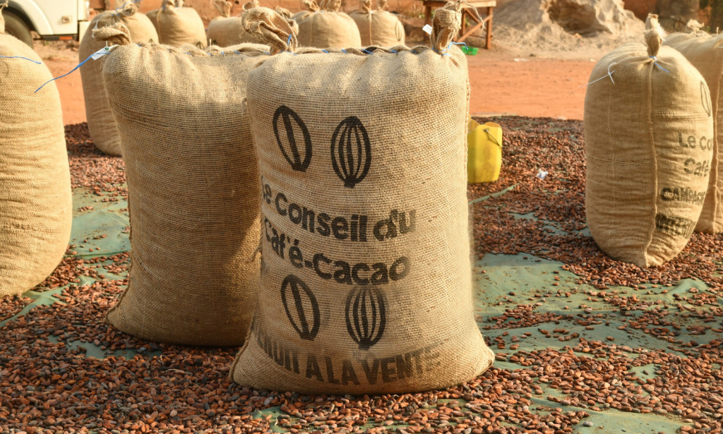 Campagne intermédiaire cacao 2025-2026 : le prix garanti bord champ fixé à 1 200 FCFA/kg