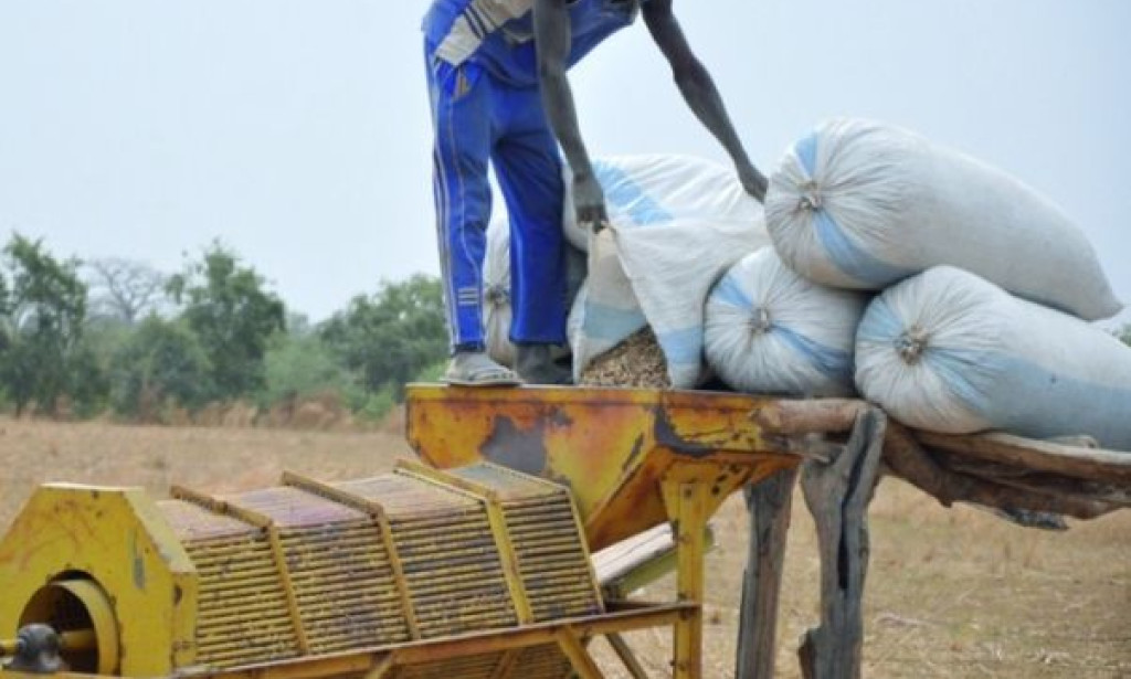Djilor : soupçons d’escroquerie dans la filière arachidière, les producteurs réclament justice