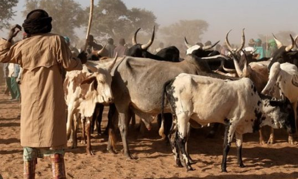 Kaffrine : Aar Sunu Momel alerte sur la recrudescence du vol de bétail à Birkelane