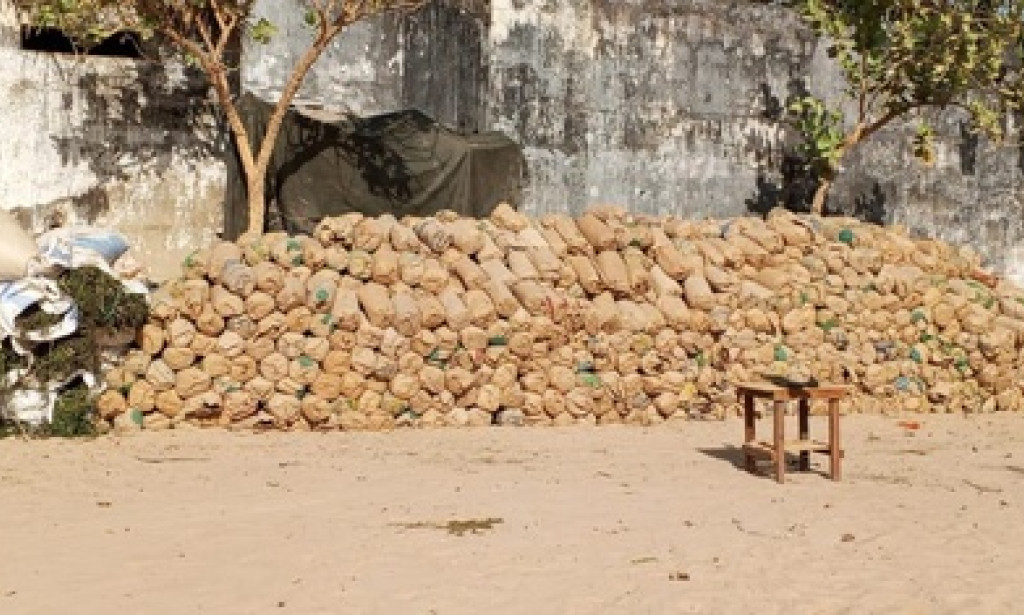 Casamance : L’Armée frappe fort contre les réseaux de trafic de chanvre indien, 14 arrestations