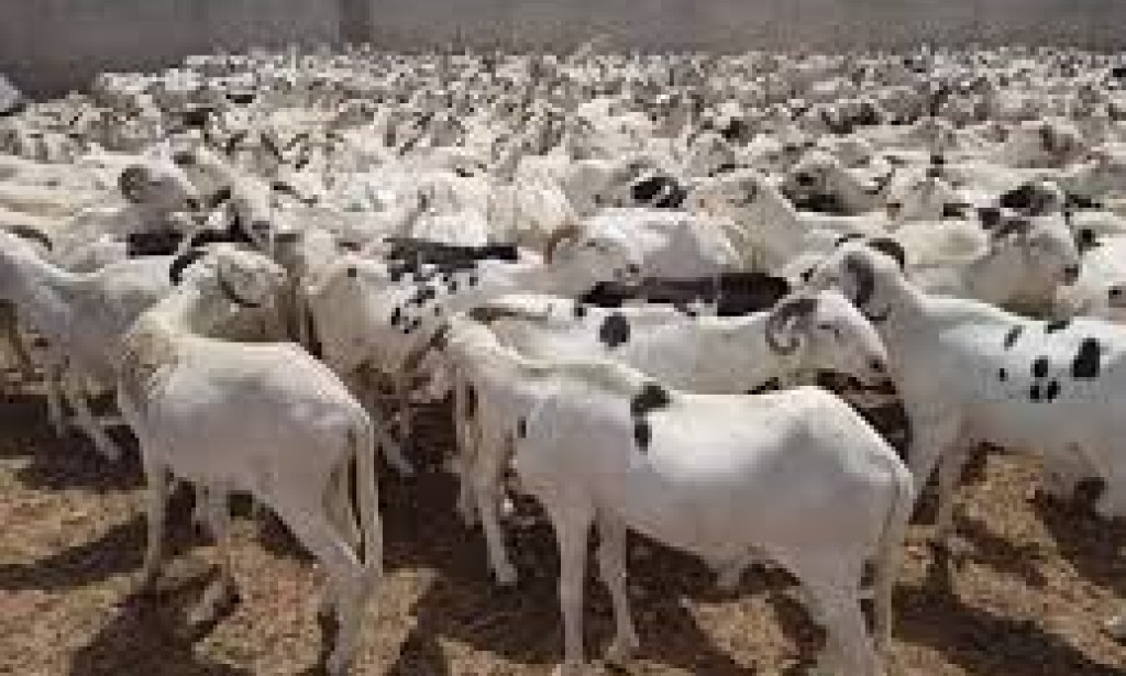 Moutons invendus après la Tabaski au Sénégal : le revers d’une offre record
